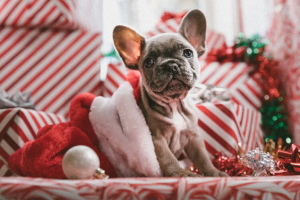 puppy in a a santa hat looking all cute