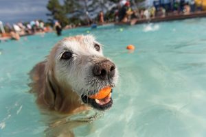 Fort Collins Pooch Plunge